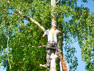 Canvas Print - Mature male tree trimmer high in birch tree, 30 meters from ground, cutting branches with gas powered chainsaw and attached with headgear for safe job