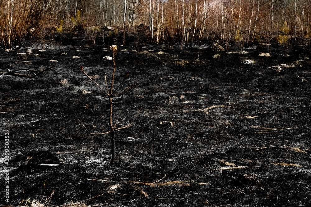 Black surface of the rural field with a burned grass. Charred grass ...