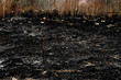 Black surface of the rural field with a burned grass. Charred grass after a spring fire. Effects of grass fire on soils. Consequences of arson and stubble burning. Aftermath of Natural Disasters.
