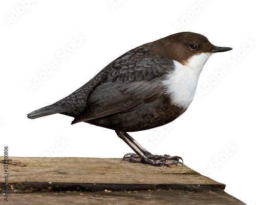 Dipper (Cinclus cinclus) Poster Mural XXL