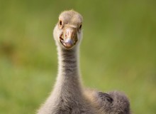 Young Funny Greylag Goose Portrait Photo