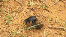Black Beetle On The Ground