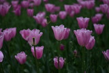 Fototapeta Tulipany - beautiful tulip in spring time