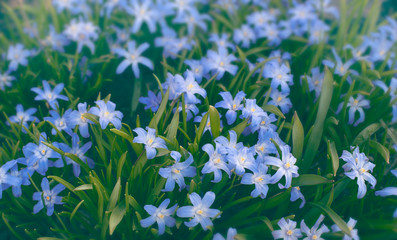Wall Mural - Spring  blue flowers in garden. Spring background 