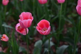 Fototapeta Tulipany - beautiful tulip bloom in spring