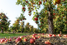 Apple Harvest In An Orchard On Sunny Day. Fallen Apples On The Ground On Apple Plantation. Apple Trees Growing In Rows