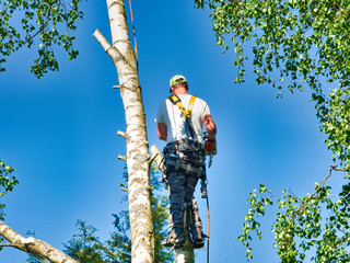 Canvas Print - Mature male tree trimmer high in birch tree, 30 meters from ground, cutting branches with gas powered chainsaw and attached with headgear for safe job