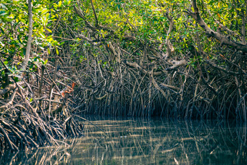 Canvas Print - Gambia Mangroves. Kayaking in green mangrove forest in Gambia. Africa Natural Landscape.