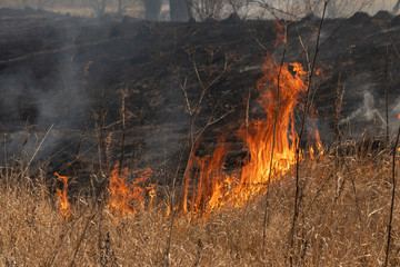 The dry grass in the field burns inflated by a strong wind