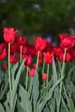 Fototapeta Kwiaty - red tulip in springtime