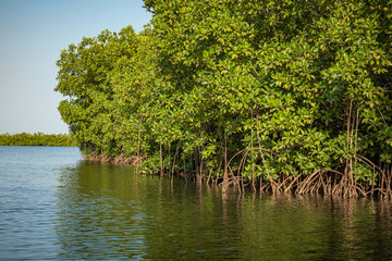 Sticker - Gambia Mangroves. Kayaking in green mangrove forest in Gambia. Africa Natural Landscape.