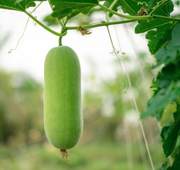 Hanging young winter melon. tropical vegetable (Benincasa) in the garden with blurred background