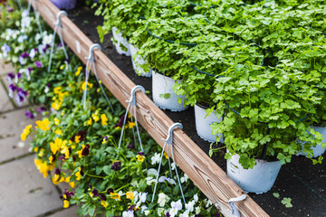 Wall Mural - Hanging pot of beautiful flowers and parsley pots in a garden center