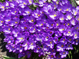 Fototapeta Kwiaty - Many purple crocuses as a floral background