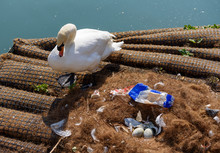 White Mute Swan Brooding Two Eggs In A Nest Soiled By Plastic Waste Dumped By People In The Water.