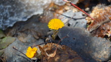Yellow Coltsfoot Flowers In The Forest