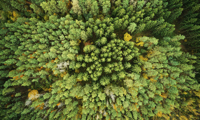 Wall Mural - evergreen pine forest