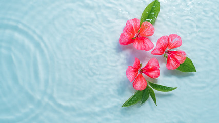 Wall Mural - pink flowers float on the water with highlights. care concept