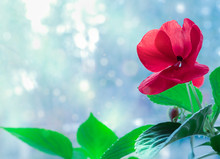 Red Impatiens Flower With Bright Green Foliage On A Window On A Blurred Tree Background With Light Bokeh