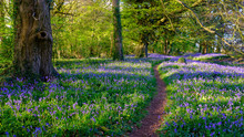 Evening Sunlight On Bluebells In The Woods, Near Lovedean, Hampshire, UK