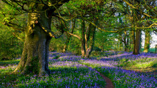 Evening Sunlight On Bluebells In The Woods, Near Lovedean, Hampshire, UK