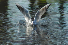 Bird Landing On Lake