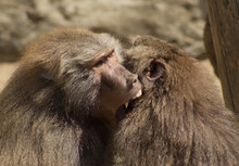 Two Baboons