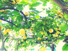 Low Angle View Of Fruits On Tree