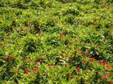 Red Impatiens Flowers Field In The Park At China