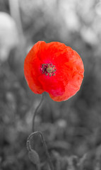 Wall Mural - Coquelicot en couleur sur fond noir et blanc