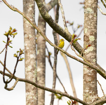 Serinus Serinus (Chamariz) Cute Yellow Songbird In Braga, Portugal.