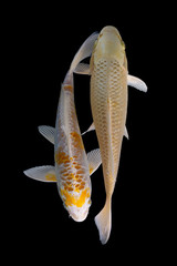 Two platinum koi fish with a black background