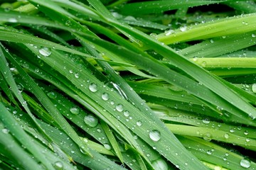 Raindrops covered the stems of green grass close-up. Abstract background. Green background.