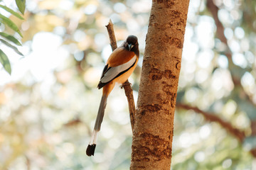 Canvas Print - Rufous treepie bird sitting on a tree branch