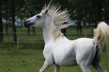 Naklejka na meble Gray mare running through on the paddock