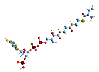 Poster - 3D image of 2-Methylbutyryl-CoA skeletal formula - molecular chemical structure of metabolite methylbutanoyl-CoA isolated on white background
