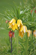 yellow crown imperial flowers