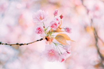Wall Mural - branches of blossoming sakura with flowers, beautiful blurred spring background.