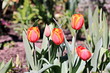 Blooming colorful tulips in the spring garden. Odessa, Ukraine.