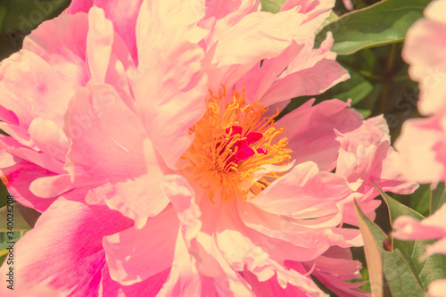 Beautiful pink peonies in the garden.