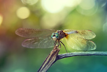 Macro Of A Dragonfly On A Branch