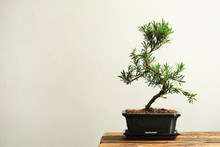 Japanese Bonsai Plant On Wooden Table, Space For Text. Creating Zen Atmosphere At Home