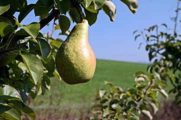 pear on the tree in orchard 2