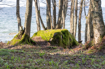 Wall Mural - stone in spring forest