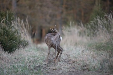 Wall Mural - deer in the woods