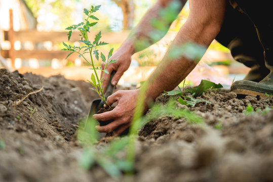 farmer planting tomatoes seedling in organic garden