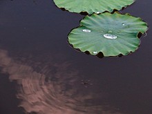 Close-up Of Leaves In Water