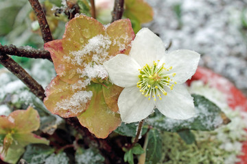 Weiße Christrose im Schnee