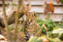 A Beautiful Serval Cat Sitting On The Ground Looking Slightly To The Left Surrounded By Greenery And Branches Horizontal. Black Dotted Beige Brown Big Wild Cat