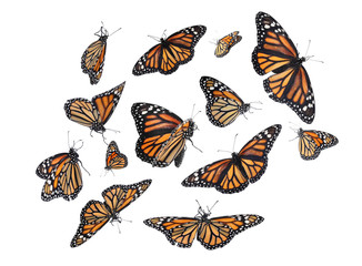 Wall Mural - Set of many flying fragile monarch butterflies on white background